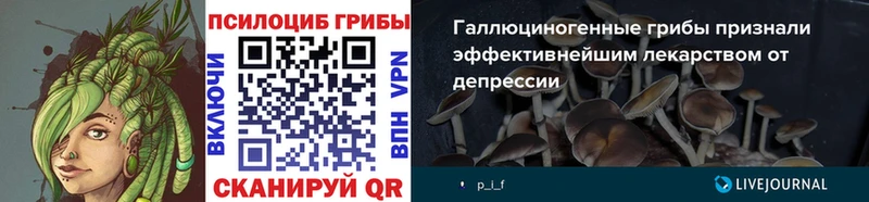 Псилоцибиновые грибы Cubensis как найти закладки Сясьстрой